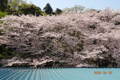 桜風景