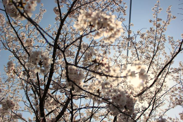 サンテック本社の桜